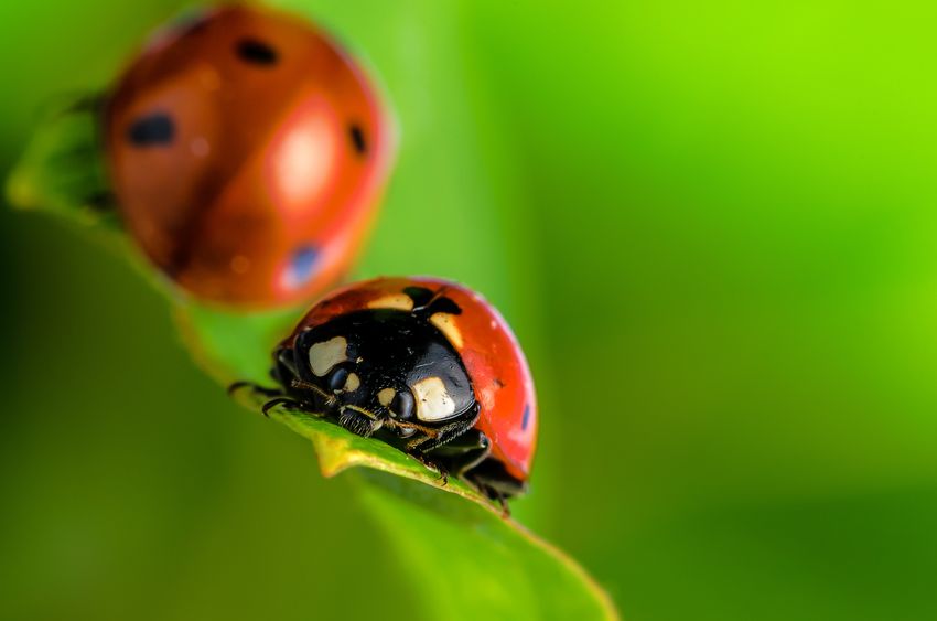Plaga biedronek azjatyckich! Czy są dla nas groźne?