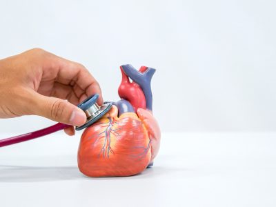 Anatomiczny model serca.