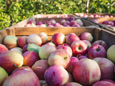 Jabłka jako źródło cenny witamin i minerałów wpływających na wzrostu i rozwój człowieka.