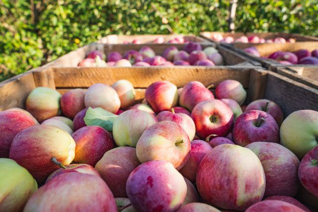 Jabłka jako źródło cenny witamin i minerałów wpływających na wzrostu i rozwój człowieka.