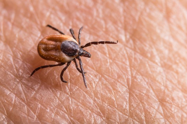 Kleszcze, niebezpieczne pajęczaki będące pasożytami ludzi i zwierząt - wywołujące boreliozę