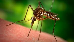 Komary - jakie są naturalne sposoby na ich odstraszenie?