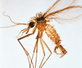 moustique-phlebotomus-pest-control-services