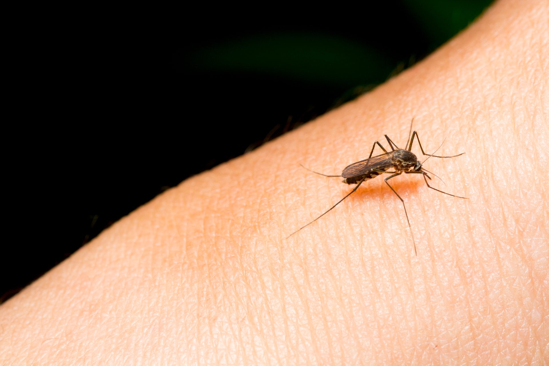 Komary - wektory wielu chorób wywołanych przez wirusy, bakterie, grzyby i pierwotniaki.