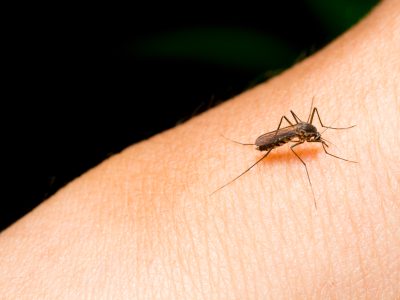 Komary - wektory wielu chorób wywołanych przez wirusy, bakterie, grzyby i pierwotniaki.