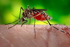 Preparaty odstraszające komary są niebezpieczne dla człowieka?