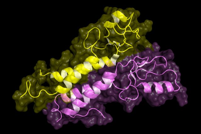 Gen BRCA1 - gen odpowiadający za naprawę uszkodzenia DNA.